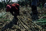 Faceless ethnic people in dirty clothes collecting sugar cane plants on sunny plantation in Asian countryside