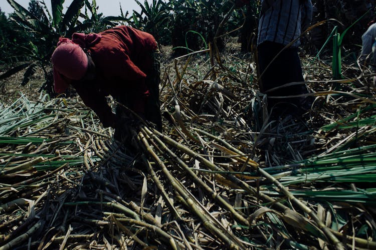 Asian People Collecting Sugar Cane In Field