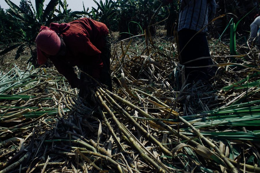 Sugarcane harvest in the field