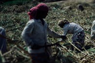 Faceless hard working ethnic people in dirty wear and protective headscarves using scythes while collecting sugar cane plants on plantation on hot sunny day