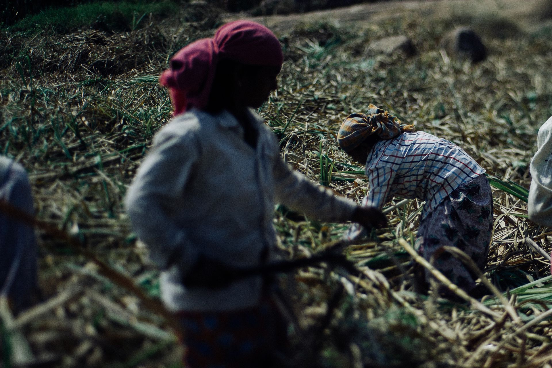 Faceless hard working ethnic people in dirty wear and protective headscarves using scythes while collecting sugar cane plants on plantation on hot sunny day