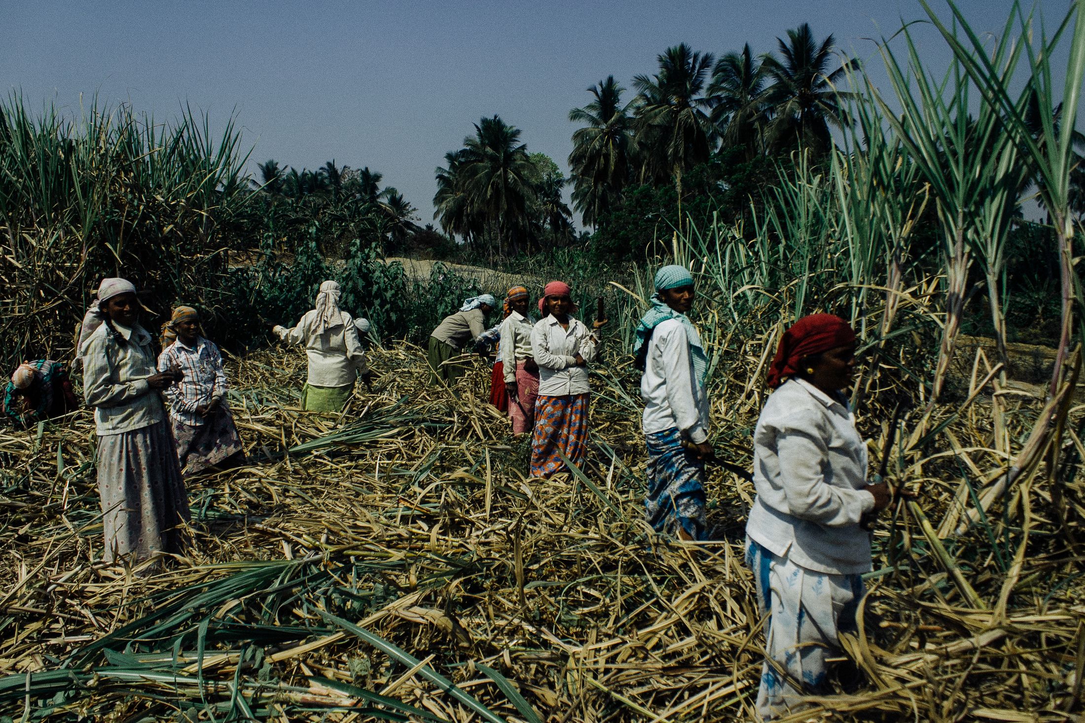 African women working together in agriculture