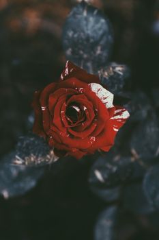 在模糊、黑暗的背景下，从上方拍摄的画面中，鲜艳的红色成为焦点