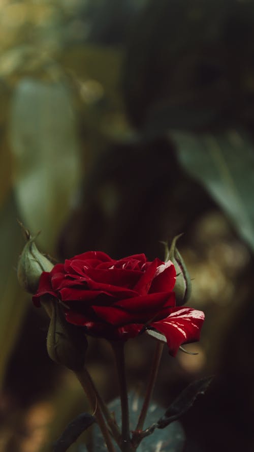 Red Rose in Bloom