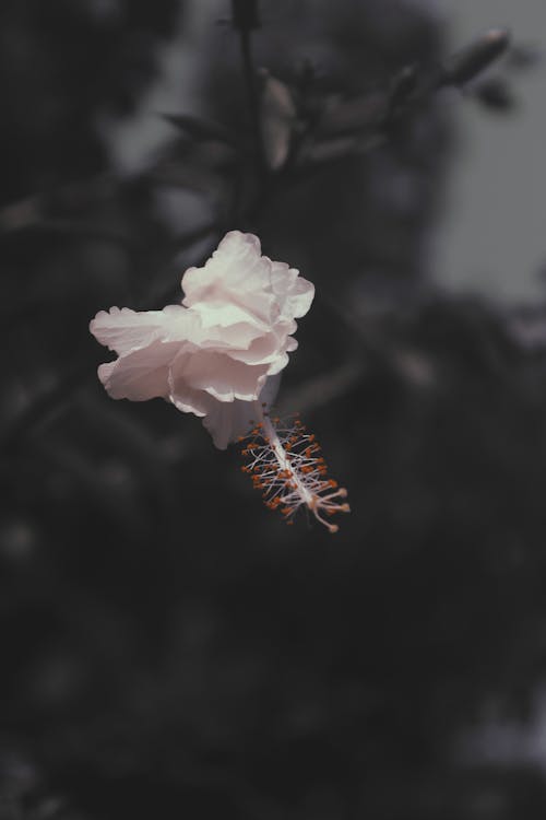 Close Up Shot of Hibiscus Flower · Free Stock Photo Close Up Shot of Hibiscus Flower · Free Stock Photo
