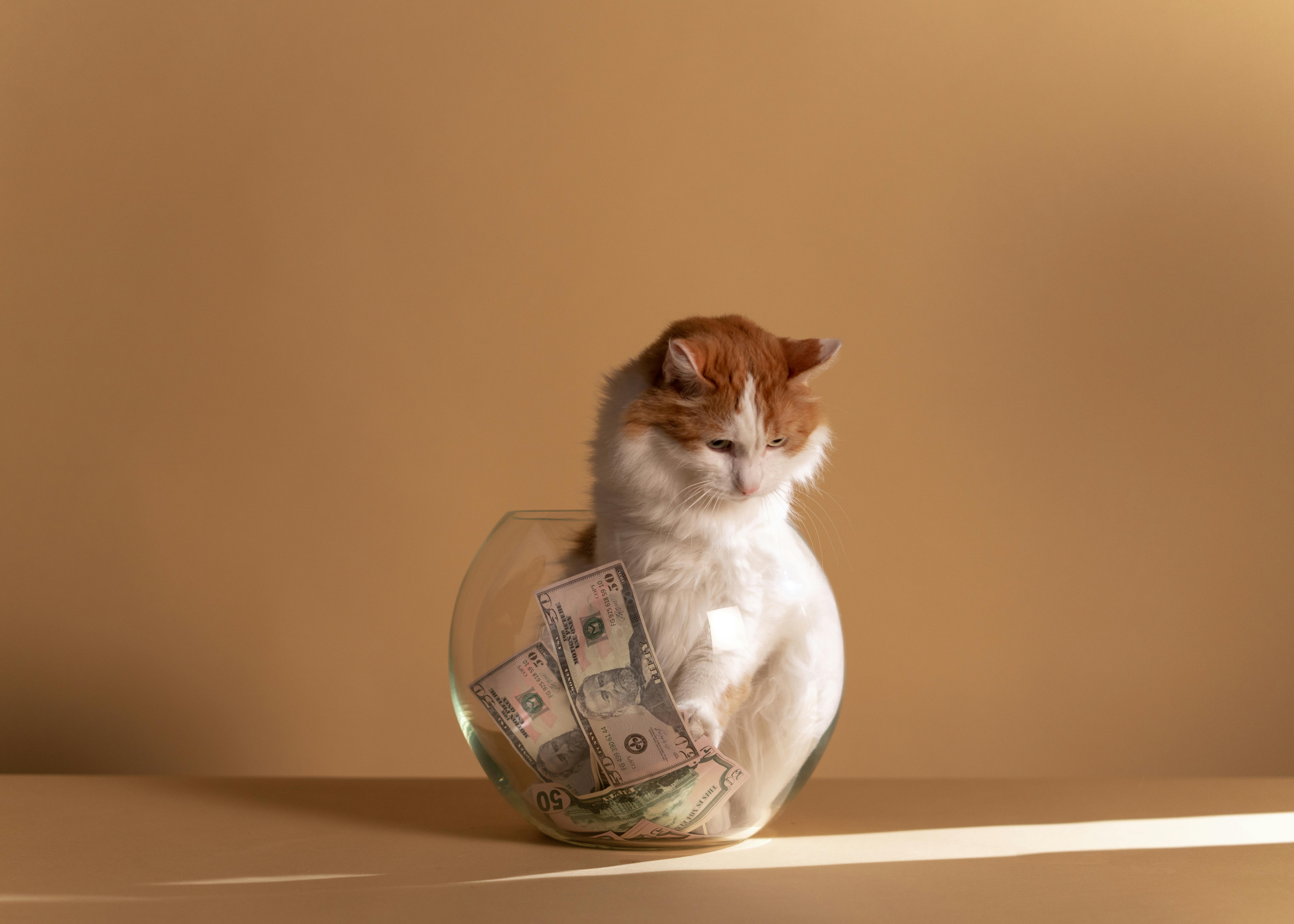 white and brown cat on clear fish bowl