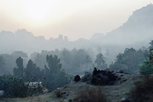 Picturesque landscape of grassy mountain terrain with exotic vegetation in fog at sunset