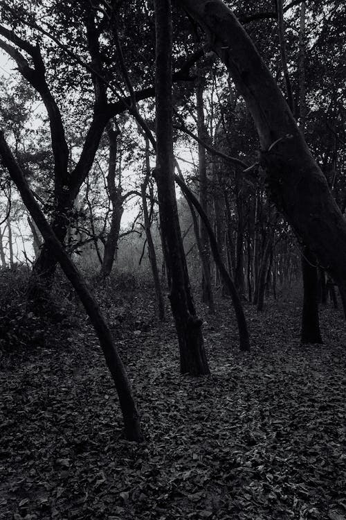 Black and white of autumn forest with tall trees and dry leaves on ground