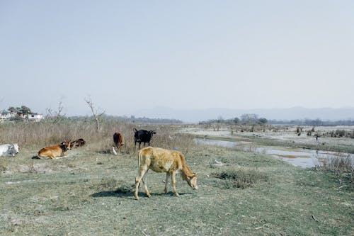 Poor cattle grazing on pasture near small lake