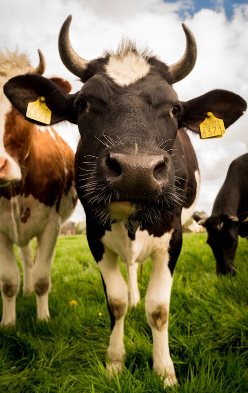 Бесплатное стоковое фото с животное, за городом, корова