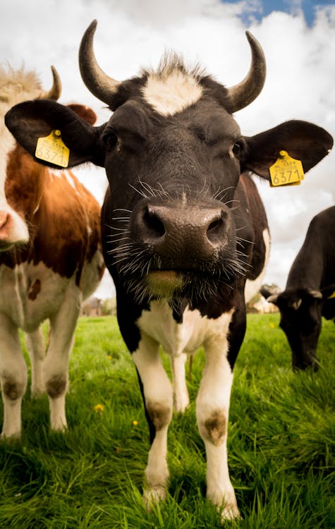 Three Cattles Standing on Green Grasses Under Blue and White Skules