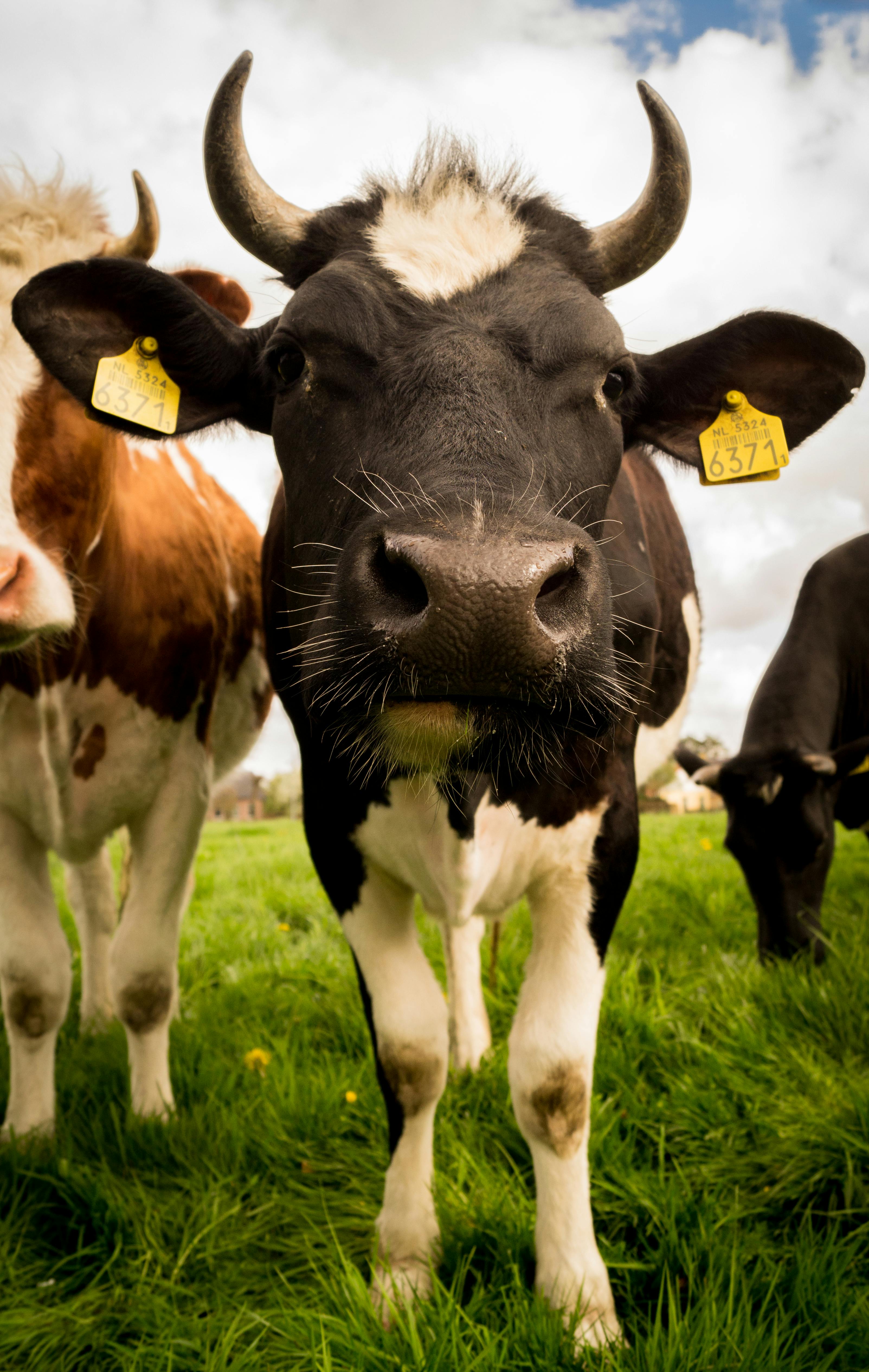 cow standing in front of house meaning bible
