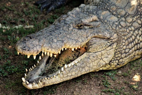 Crocodile Lying on the Ground