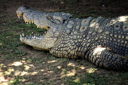 crocodylus porosus, 動物攝影, 危險 的 免费素材图片