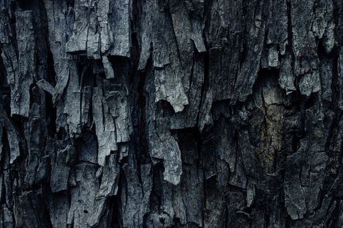 Free Closeup of rough surface of aged tree with dry uneven bark in forest Stock Photo