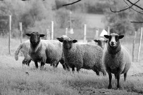 免費 吃草, 羊, 羊群 的 免費圖庫相片 圖庫相片