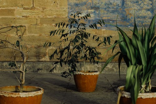 Clay pots with plants with green leaves placed against weathered old brick wall