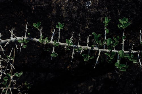 Tree branch with spiky twigs among green plants