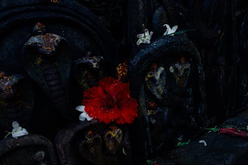 Darmowe zdjęcie z galerii z azja, bóg, buddyzm