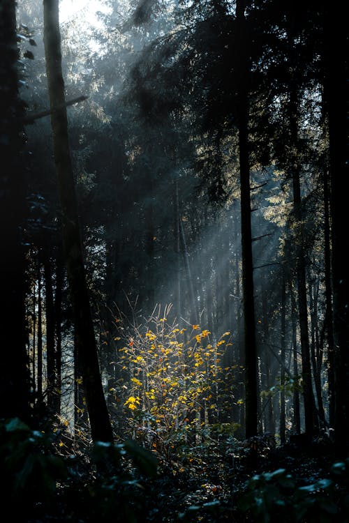 Free Sun Rays Coming Through Green Trees Stock Photo