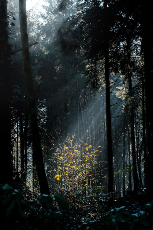 Sun Rays Coming Through Green Trees