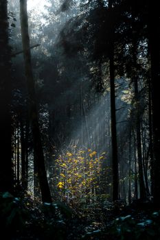 Captivating forest in Emmen illuminated by autumn sunlight, showcasing mystical beauty.