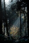 Free Kostenloses Stock Foto zu autumn, bäume wald, bergwald Stock Photo