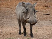 Grey Rhinoceros on Brown Field