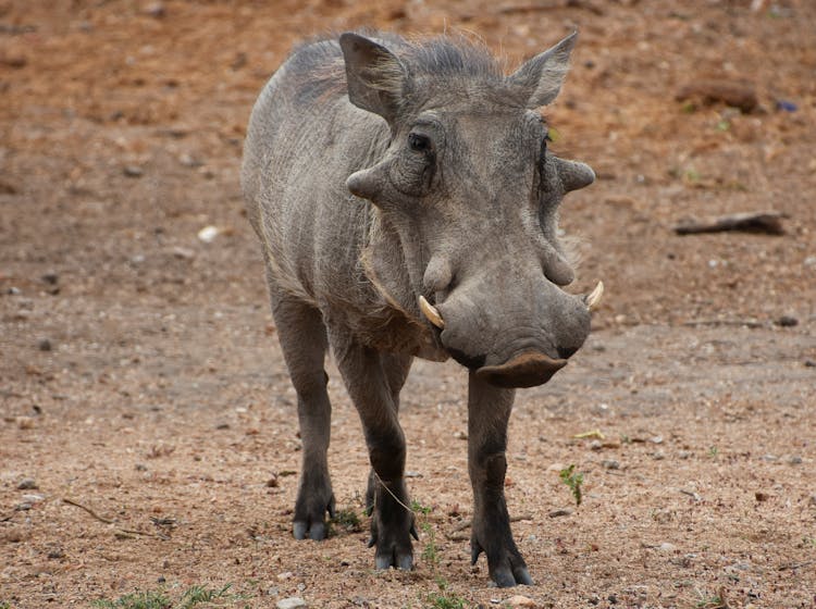 Grey Rhinoceros On Brown Field