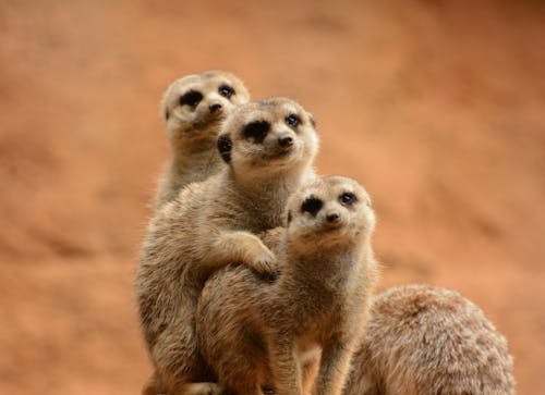 Free Mongooses Standing on Dirt Ground Stock Photo