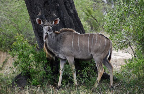 Brown Antelope on Green Grass