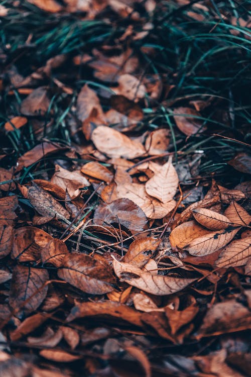 Close-up of Heart Shape · Free Stock Photo