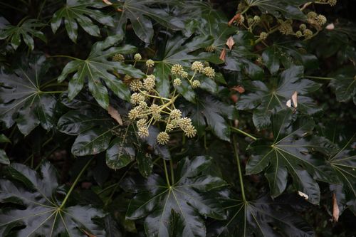 Free Close-up of Fatsia japonica leaves and seed pods in a natural outdoor setting. Stock Photo