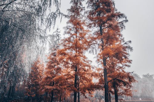 Brown Trees Under White Sky