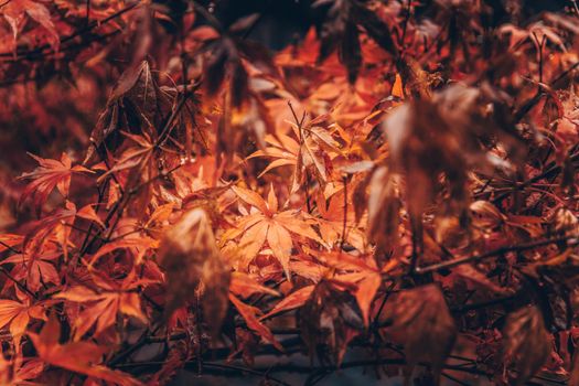 Detailed view of colorful maple leaves in fall showcasing seasonal beauty.