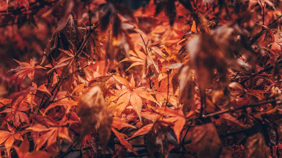 Winterizing the Lawn: What Fall Prep Actually Does for Spring Growth