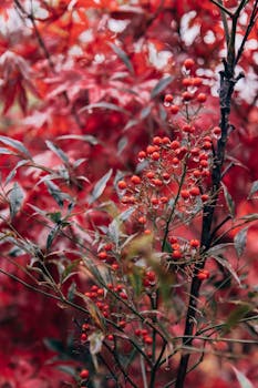 Close-up of water droplets on sacred bamboo with red leaves in autumn.