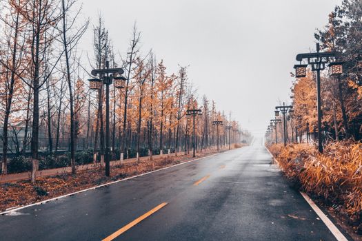 A serene asphalt road lined with autumn trees and lamp posts on a foggy day.