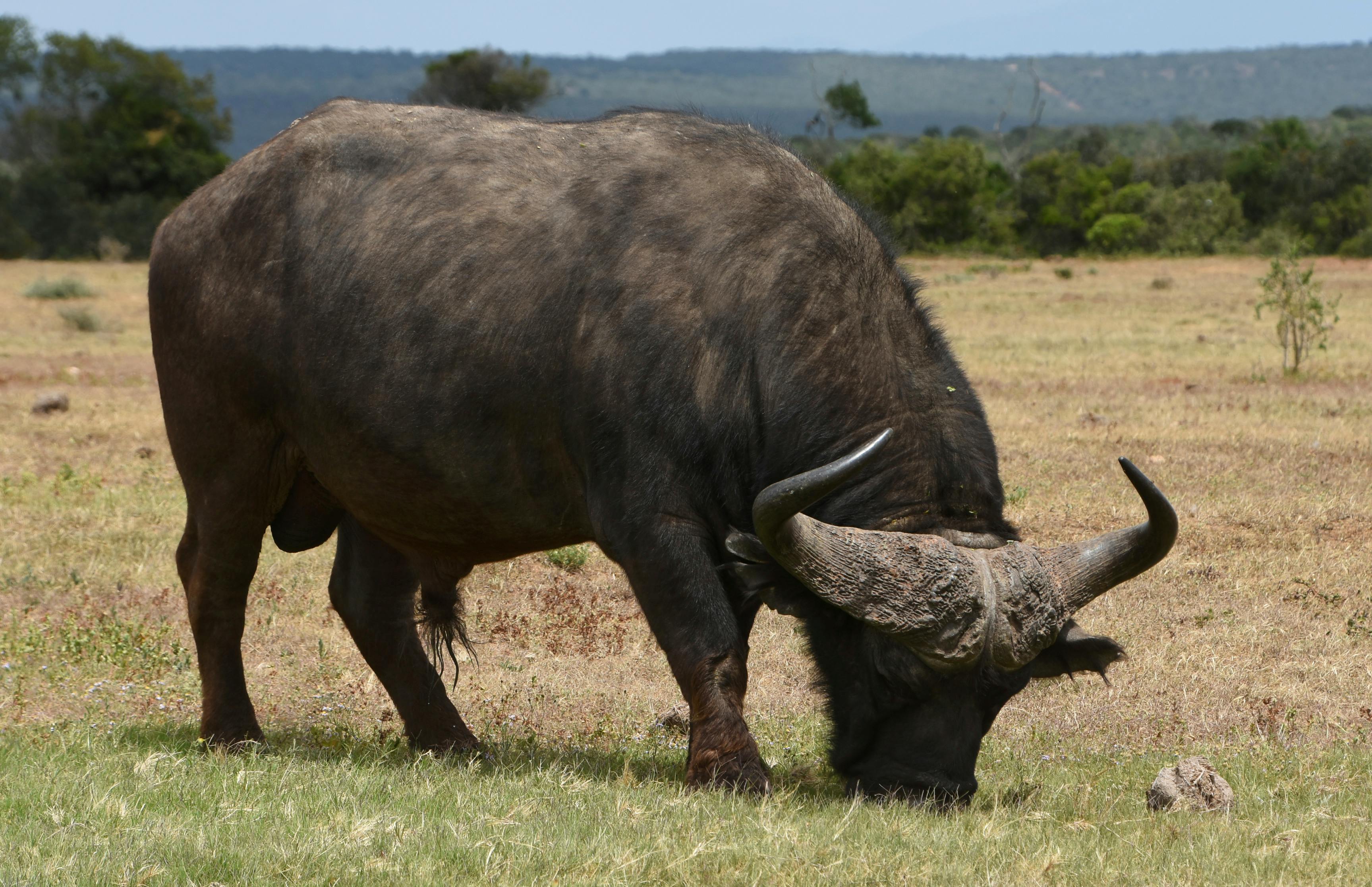 Water Buffalo on Green Grass Field · Free Stock Photo