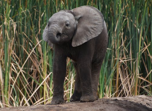 Grey Elephant Standing on the Soil