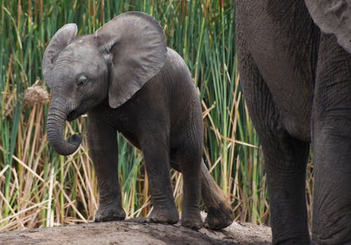 Fotobanka s bezplatnými fotkami na tému africký slon, Afrika, chobot slona