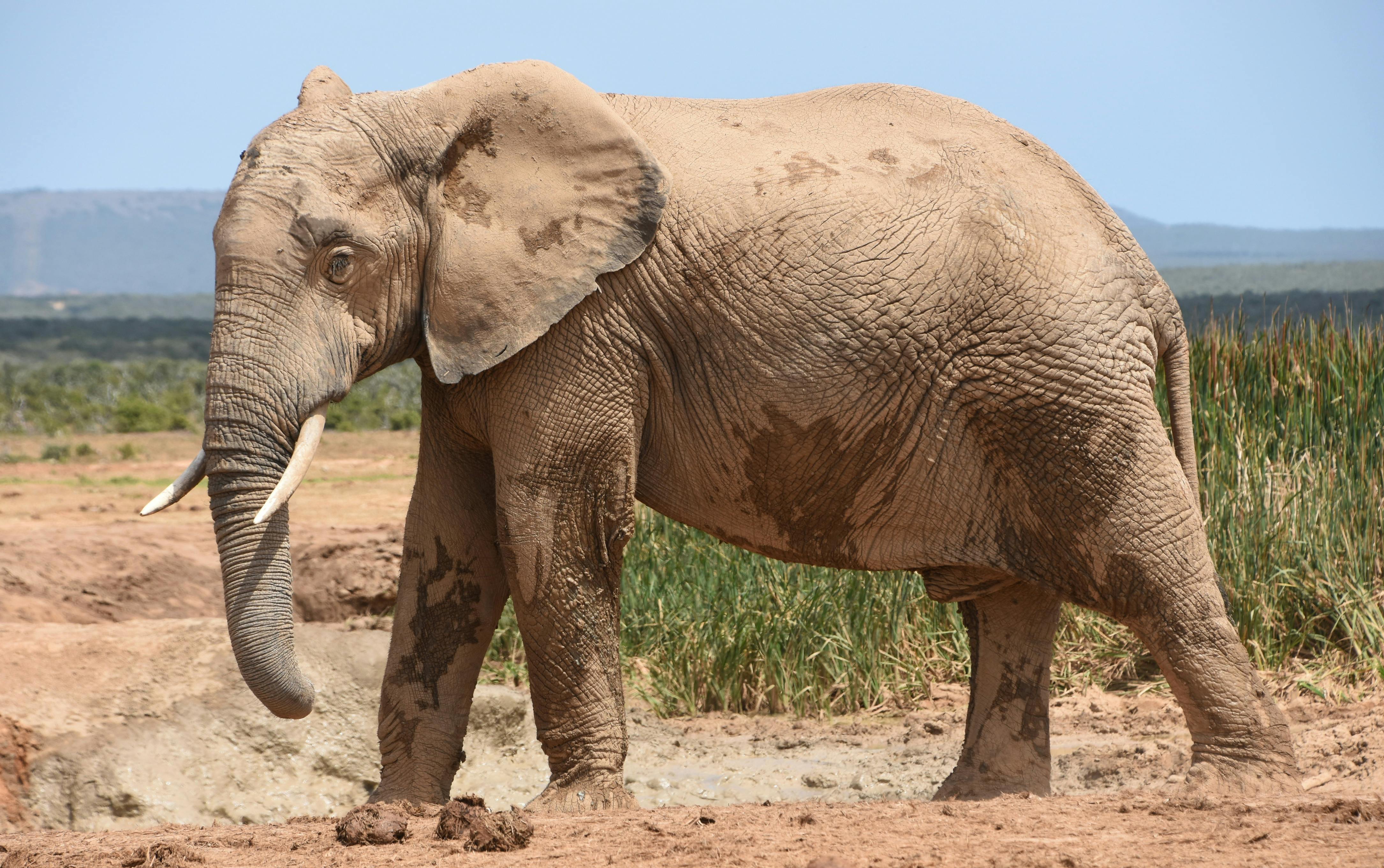 African Elephants — Destination: Wildlife™