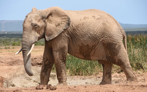Foto stok gratis Afrika, alam, belalai gajah