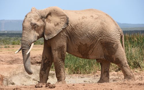 Free Close-up of an African elephant walking in the wild, showcasing its grandeur and natural habitat. Stock Photo