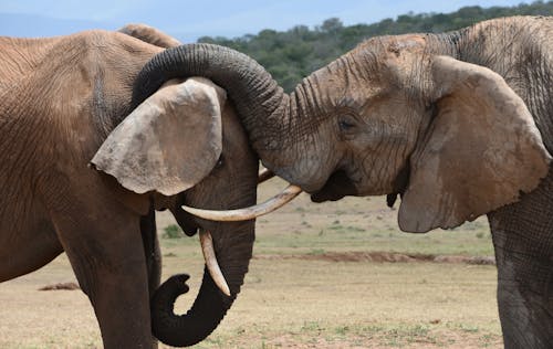 Big Brown Elephants Fighting
