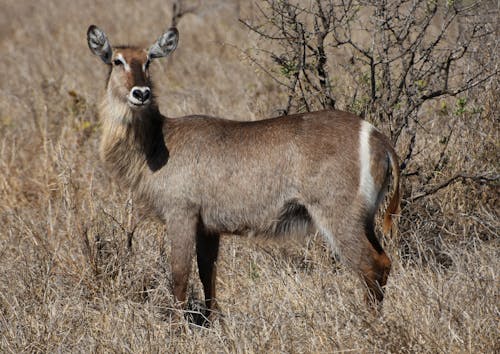 Brown Deer on Brown Grass Field