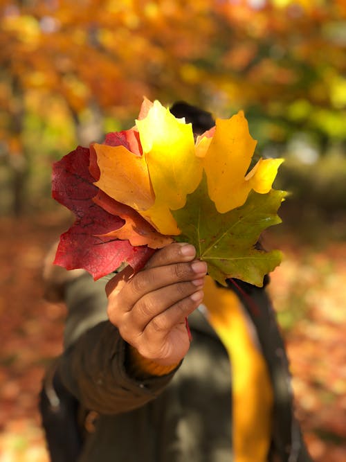 Free Person Holding Different Colors of Maple Leaves Stock Photo