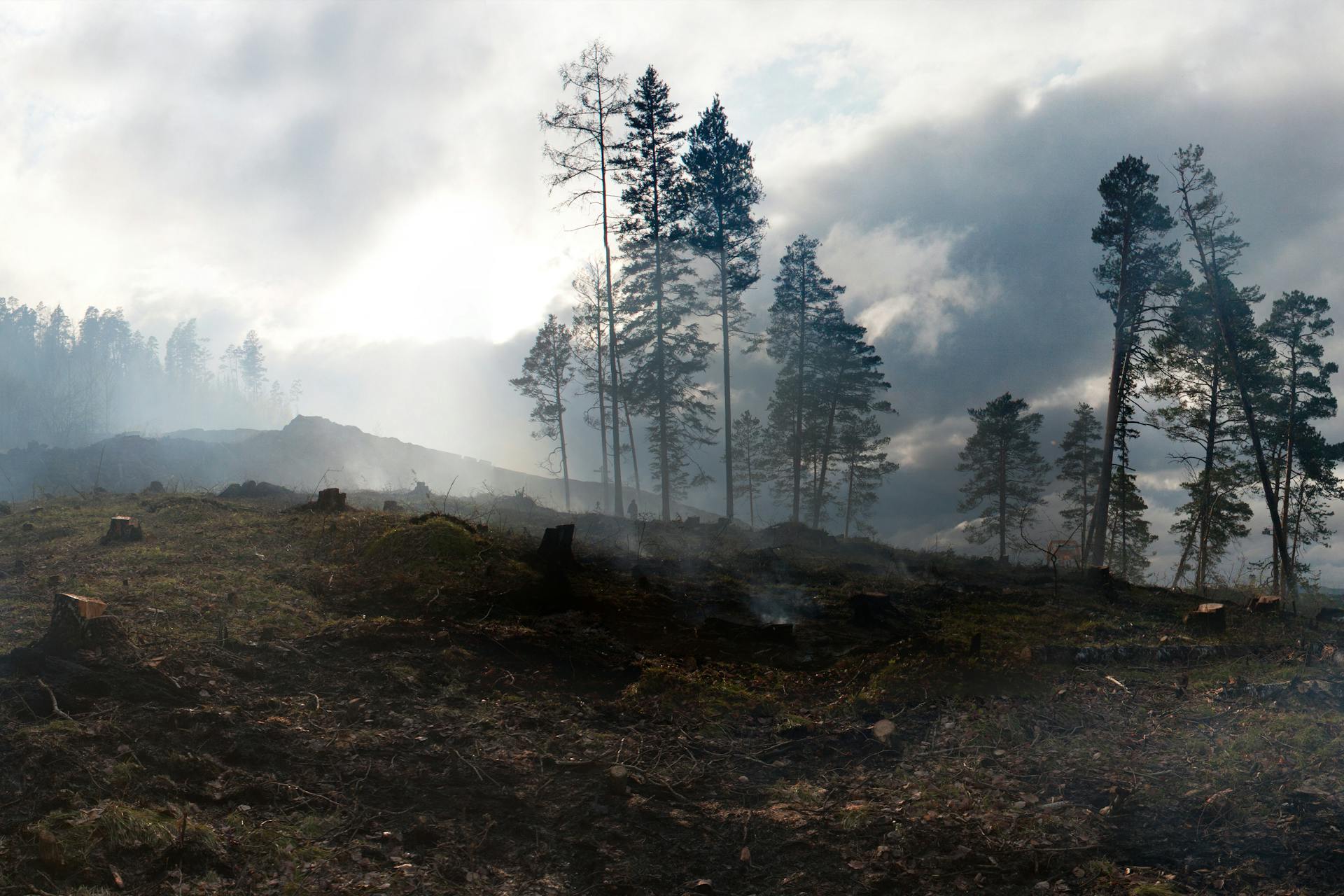 Tall trees growing on hills covered with moss after conflagration in thick smoke