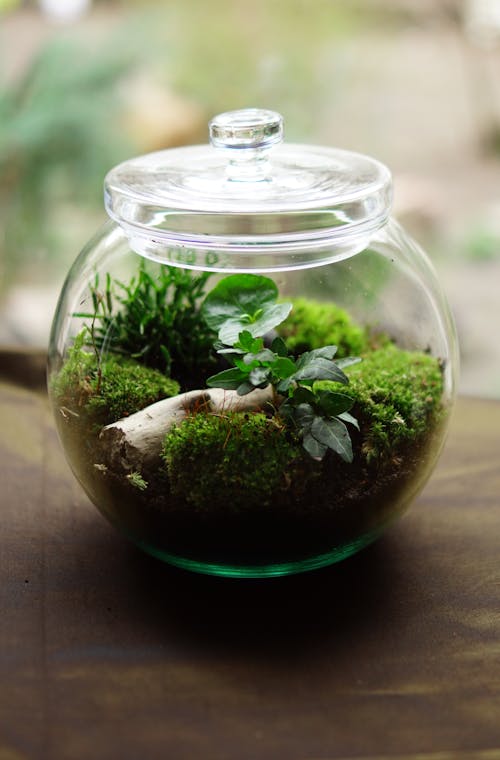 Green Plant in Clear Glass Jar