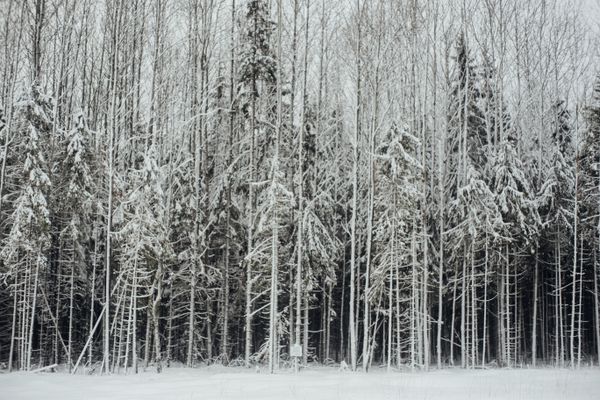 Dense birch forest under heavy snowfall — photo by Plato Terentev on Pexels